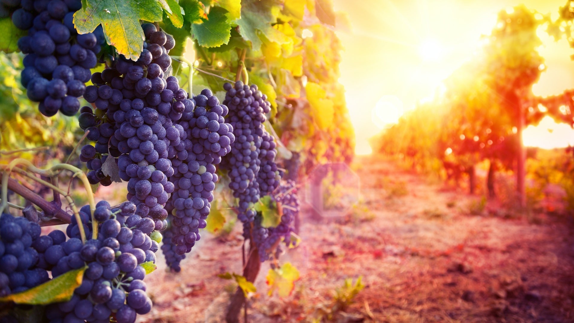 Working for an International Company